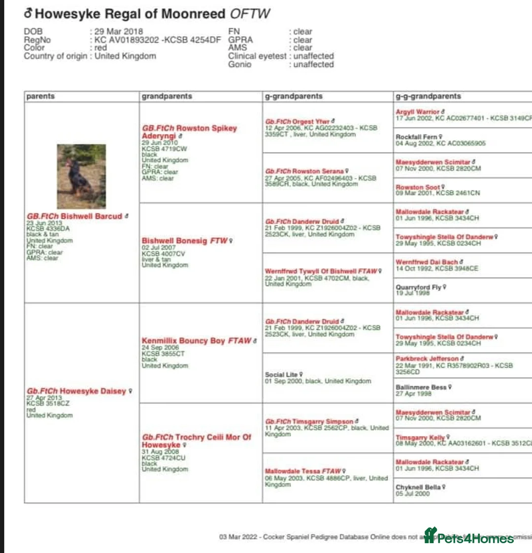 Cocker Spaniel dogs for stud: FTCH Howesyke Regal - Working Cocker in Orpington - Advert 7