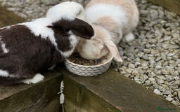 Mini Lop rabbits for sale: Minilops male and female  - Advert 24
