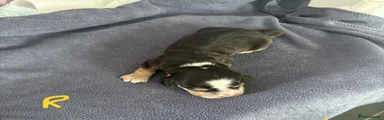 Cocker Spaniel Puppy 3