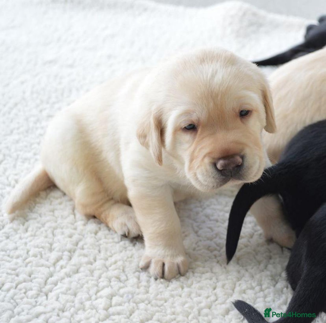 Labrador Retriever dogs for sale: 7 kc rg beautiful lab puppies - Image 4