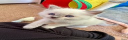 Ragdoll cats for sale: Beautiful Registered Ragdoll Kittens Available  - Advert 17