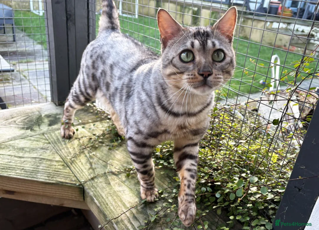 Bengal cats for sale: Beautiful big Silver spotted Bengal boy (ex stud) - Advert 7