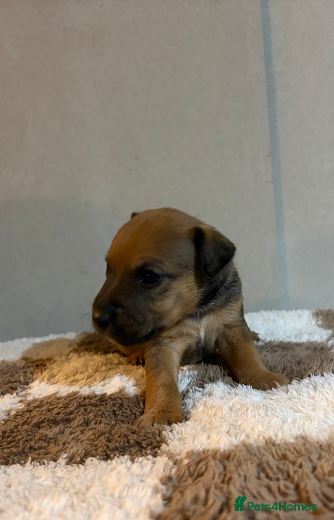 Mixed Breed dogs for sale: Lakeland x Russell pups  - Advert 6