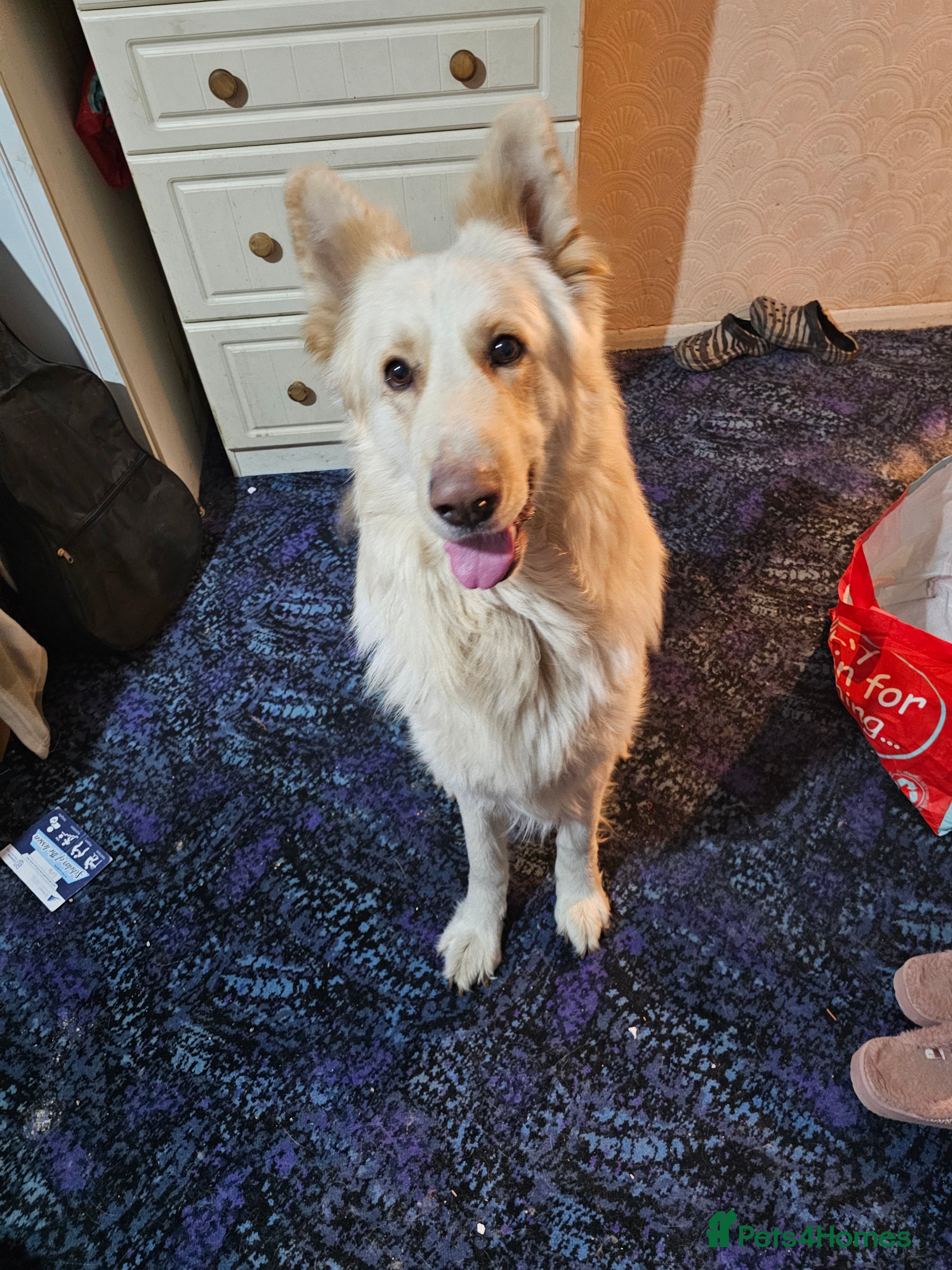 German Shepherd dogs Kasper - 3 Year Old White German Shepherd  in Heywood - Advert 1