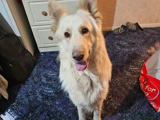 German Shepherd dogs Kasper - 3 Year Old White German Shepherd in Heywood - Advert 1