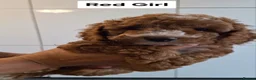 Cockapoo dogs for sale: Dark Red Cockapoo puppies  in Maidstone - Advert 9