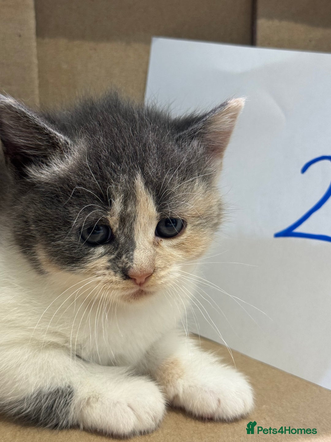 Mixed Breed cats for sale: British shorthair mix kittens  - Advert 13