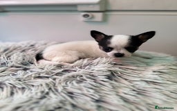 Chihuahua dogs for sale: Chihuahua  - Image 39