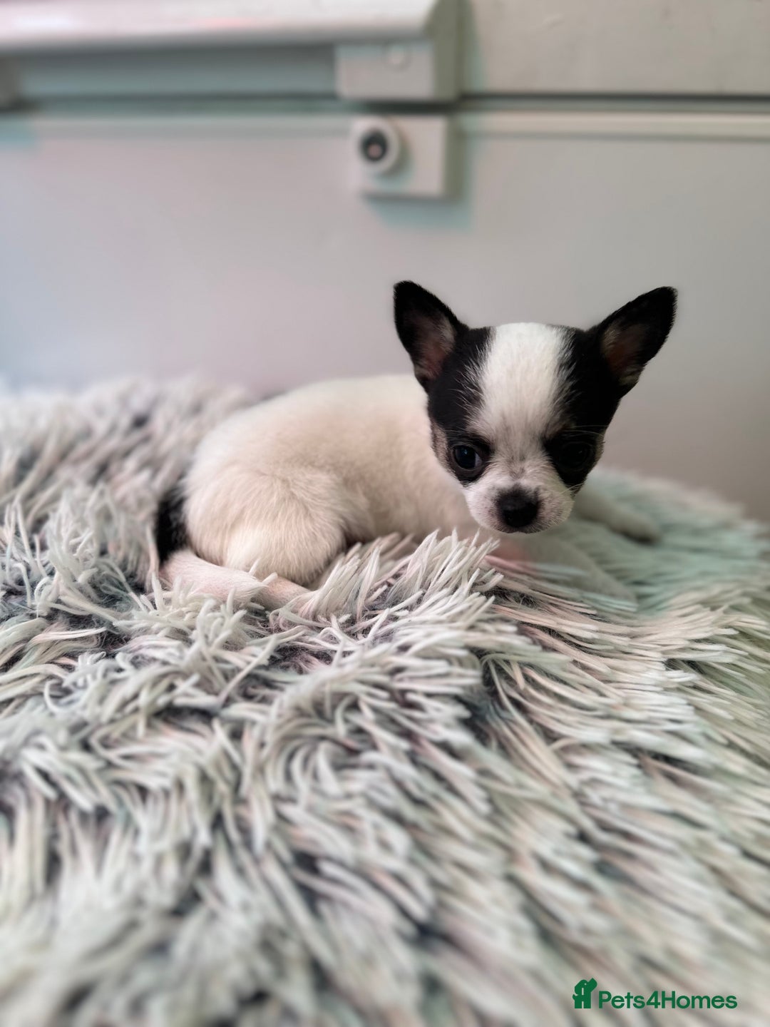 Chihuahua dogs for sale: Chihuahua  - Image 39