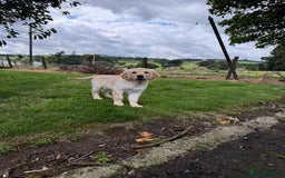 Golden Retriever dogs for sale: KC Registered Golden Retriever Puppies  - Image 4
