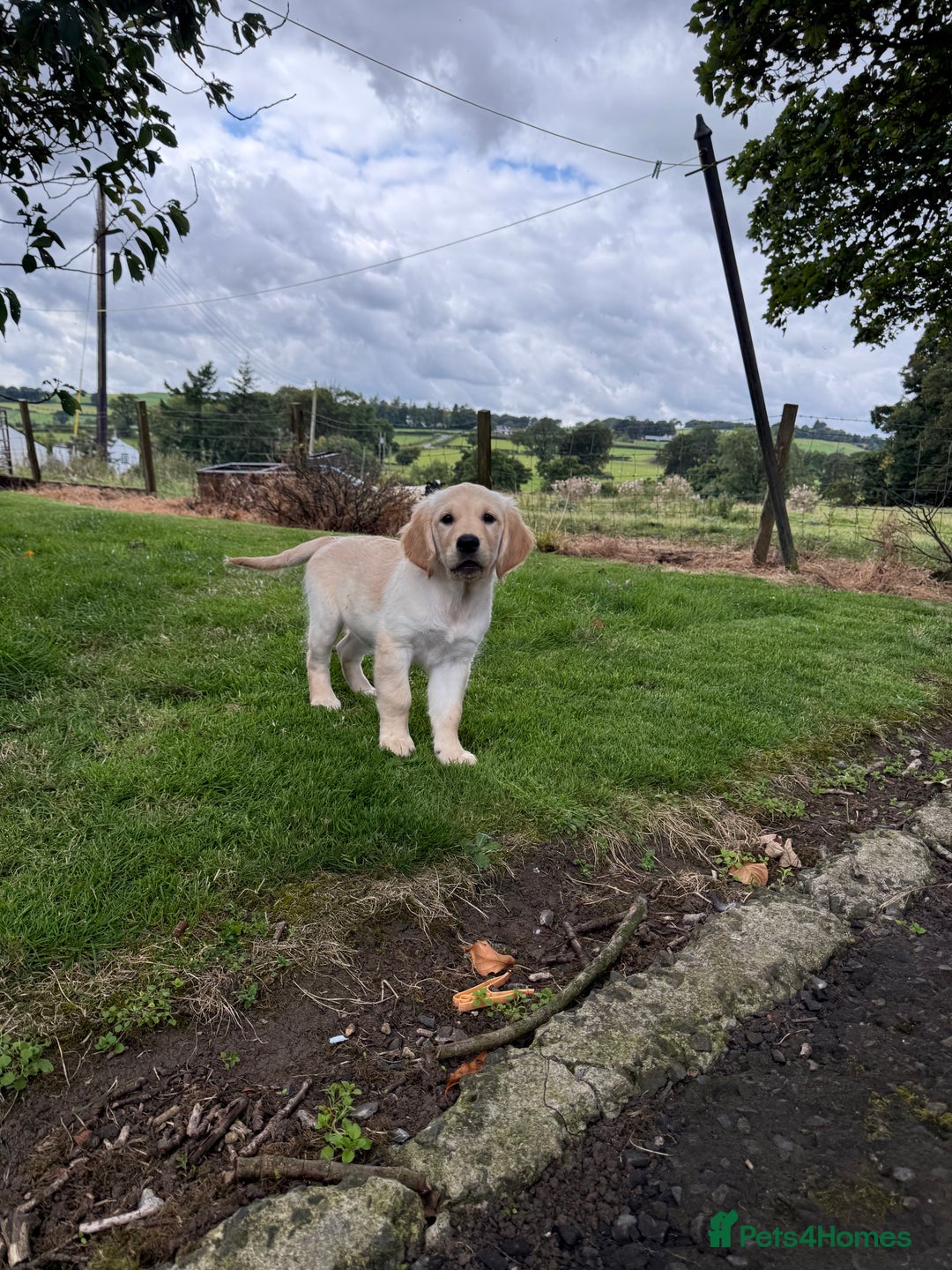 Golden Retriever dogs for sale: KC Registered Golden Retriever Puppies  - Image 4
