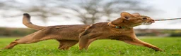 Abyssinian cats for sale: Majestic Abyssinian Boy-READY NOW-Champion Line - Advert 29