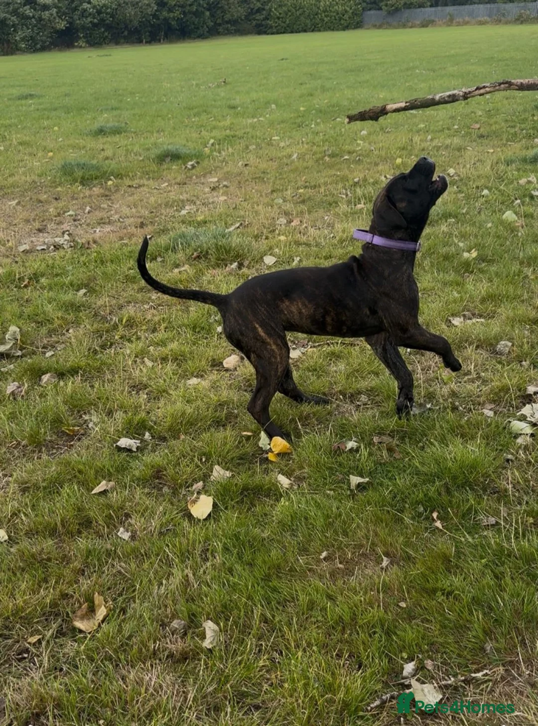 Presa Canario dogs for sale: Female presa canario  - Advert 4
