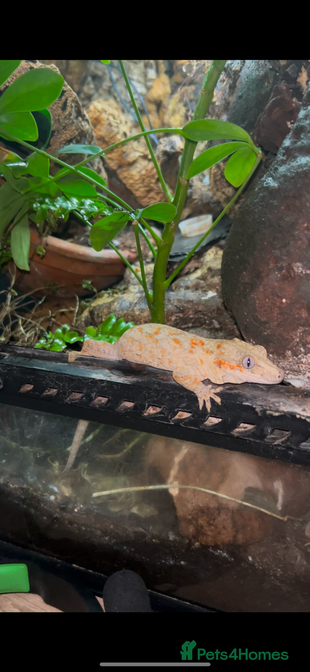 Gecko reptiles for sale: Super blotched orange gargoyle gecko for sale - Advert 2