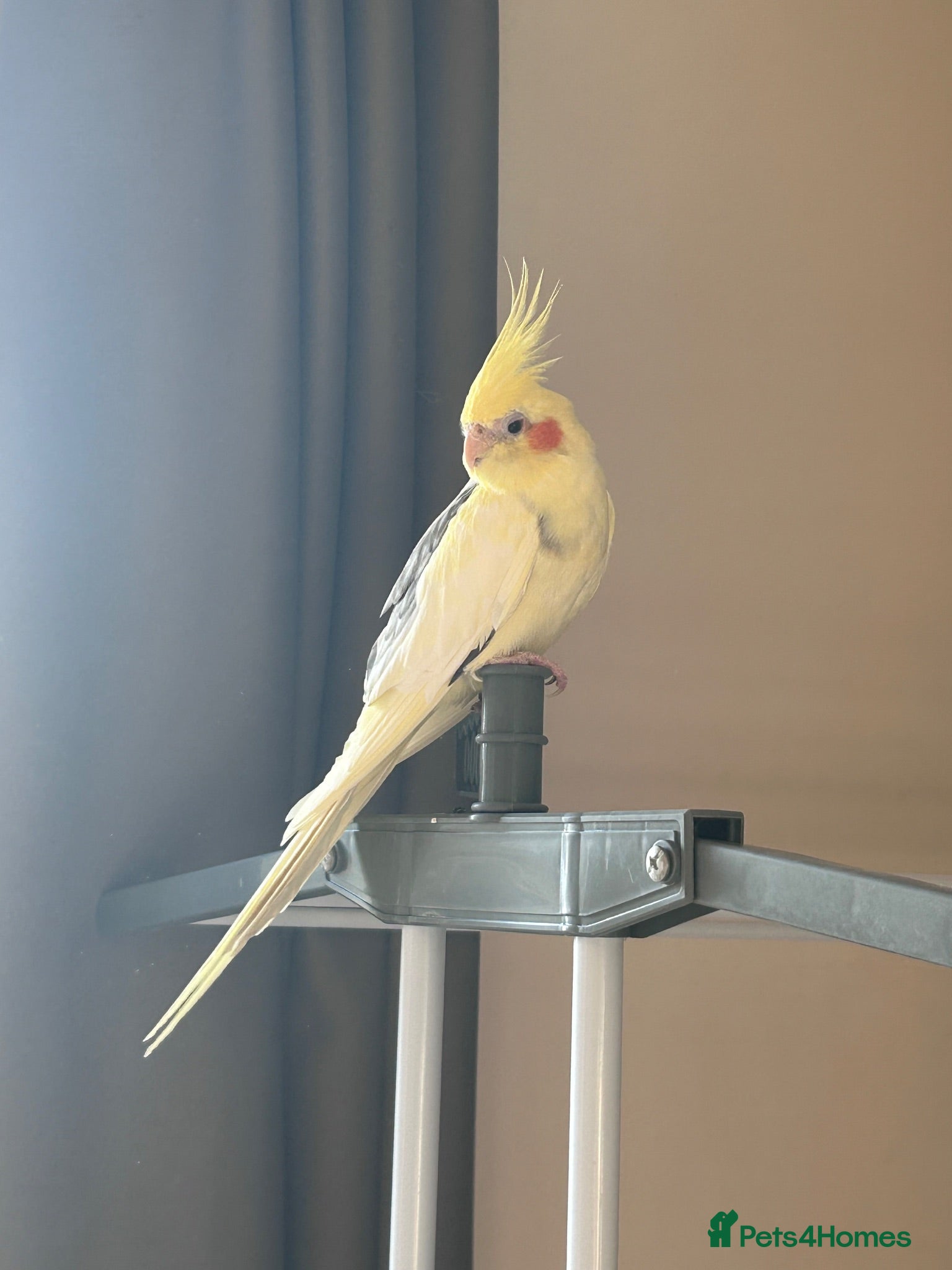 Cockatiels birds Loving male cockatiel looking for home - Advert 1