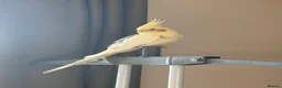 Cockatiels birds for sale: Loving male cockatiel looking for home in Reading - Advert 1