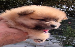 Pomsky dogs for sale: REDUCED PRICE: Cute Pomsky F1b puppies for sale  - Image 5