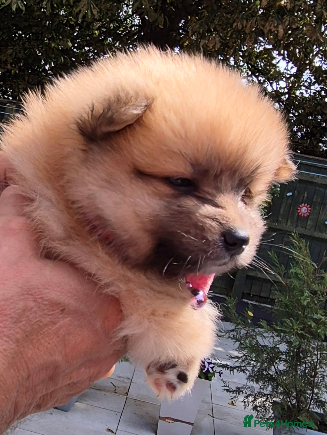 Pomsky dogs for sale: REDUCED PRICE: Cute Pomsky F1b puppies for sale  - Image 5