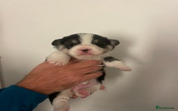 Welsh Corgi Pembroke dogs for sale: KC REG PEMBROKESHIRE CORGIS - Image 6