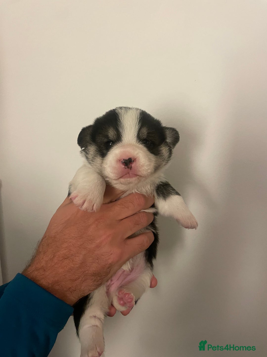 Welsh Corgi Pembroke dogs for sale: KC REG PEMBROKESHIRE CORGIS - Image 6