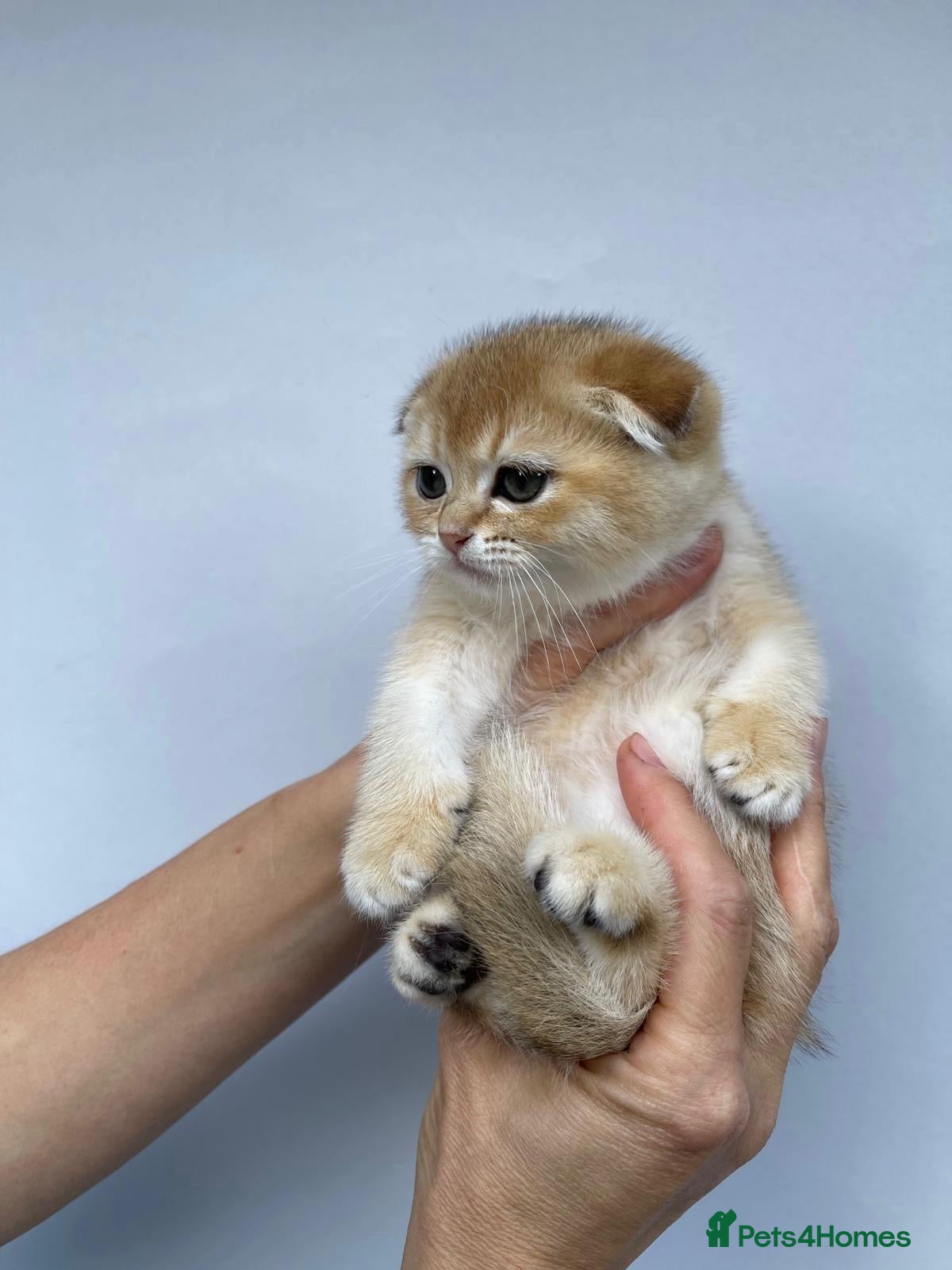 Scottish Fold cats  PUREBRED SCOTTISH FOLD GOLDEN CHINCHILLA KITTENS  - Advert 1