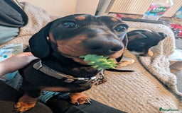 Miniature Dachshund dogs for stud: STUD - KC REG Mini Dachshund -PROVEN - Image 12