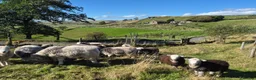 Sheep livestock for sale: Herd of Beautiful Herdwick Sheep - Advert 1