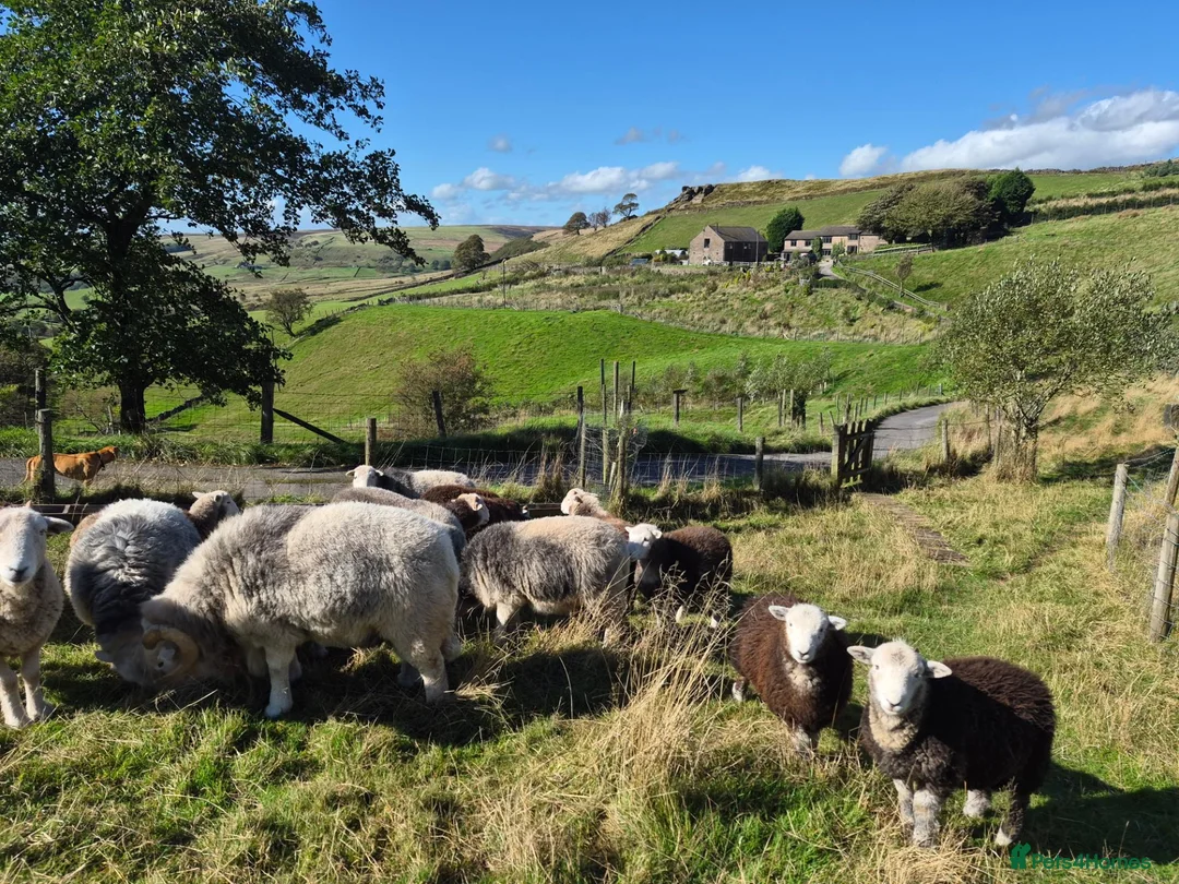 Sheep livestock for sale: Herd of Beautiful Herdwick Sheep - Advert 1