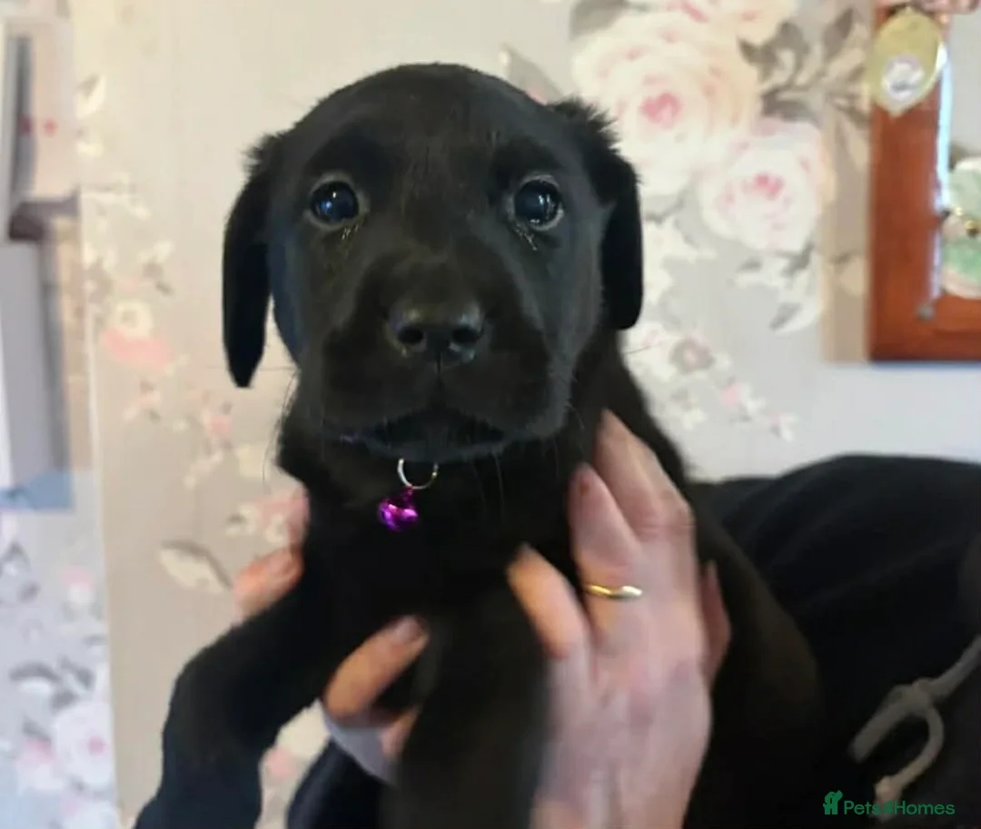Labrador Retriever dogs for sale: Female Lab 12 weeks old in Oswestry - Advert 2