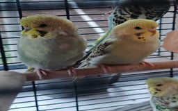 Budgerigars birds for sale: Budgies  - Image 6