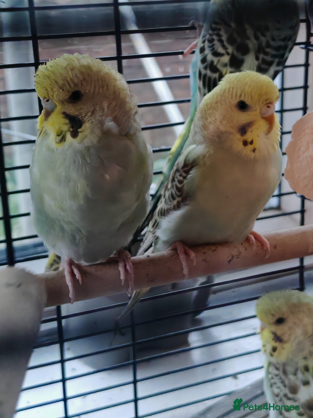 Budgerigars birds for sale: Budgies  - Image 6