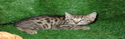 Bengal cats for sale: 4 beautiful Bengal Kittens - Advert 4