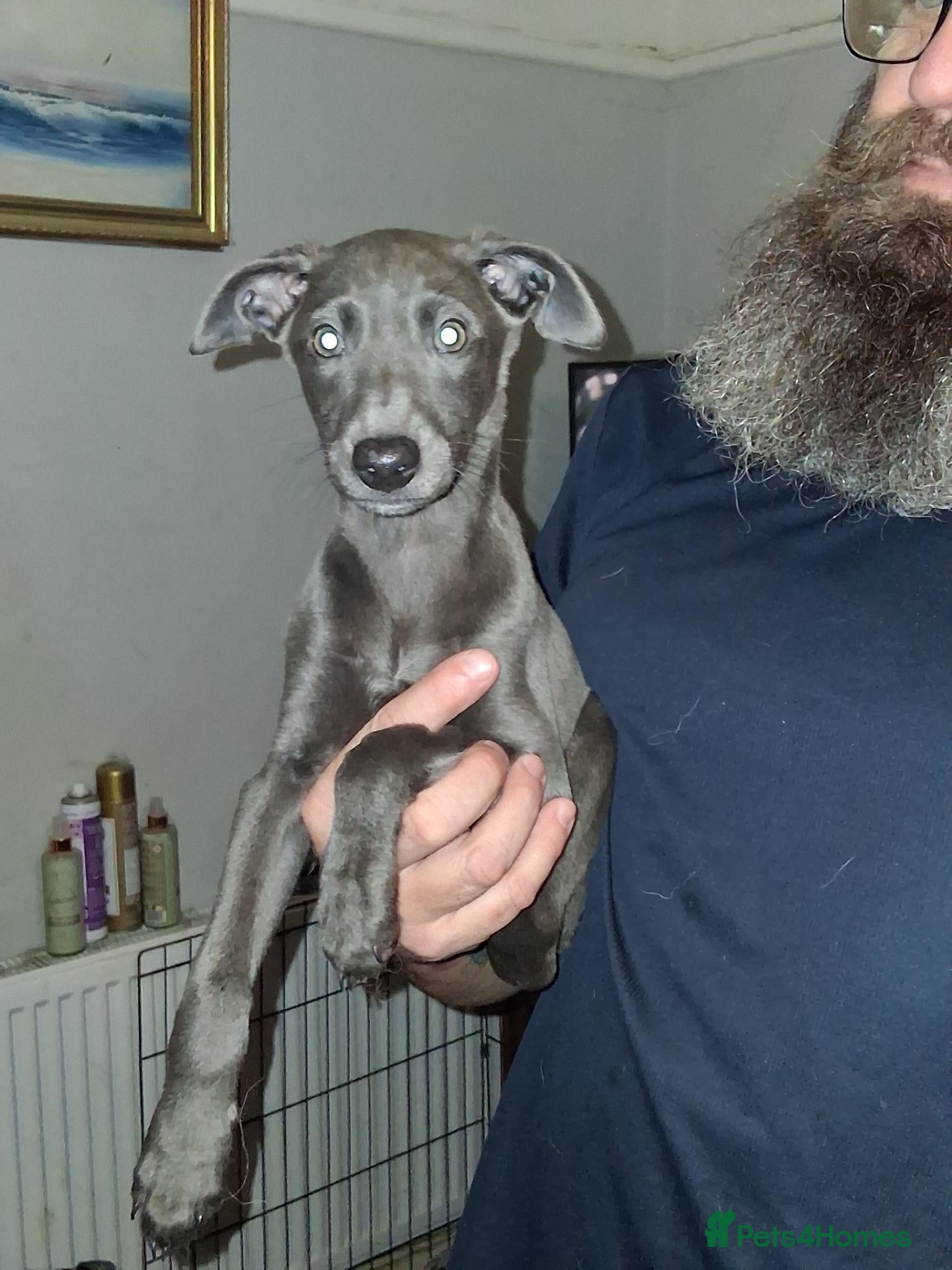 Italian Greyhound dogs Italian greyhound x whippet - Advert 6