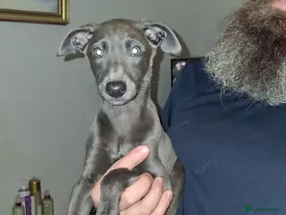 Italian Greyhound dogs Italian greyhound x whippet - Advert 6