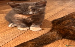 Domestic Shorthair cats for sale: 2 loving family playful kittens - Image 13