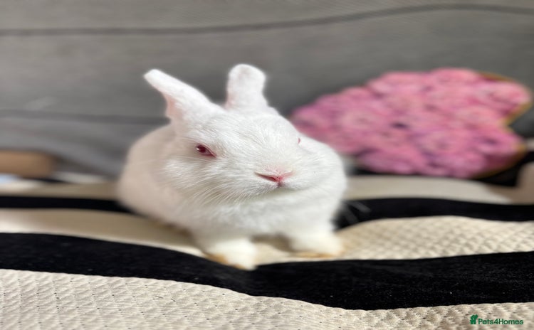 Netherland Dwarf rabbits in Harrow - Advert 2