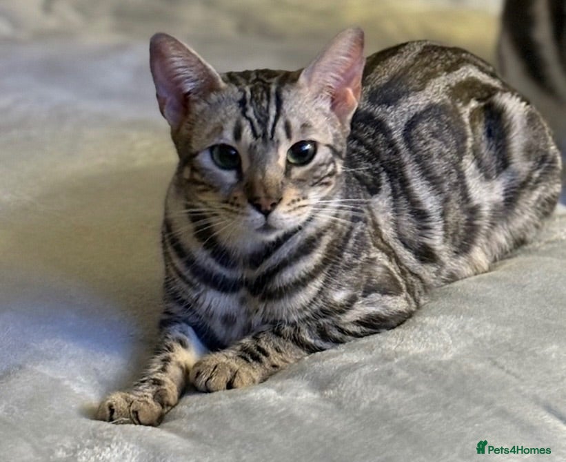 Bengal cats 5 Little Bengals 🐈‍⬛🐈‍⬛🐈‍⬛🐈‍⬛🐈‍⬛ - Advert 17