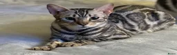 Bengal cats for sale: 5 Little Bengals 🐈‍⬛🐈‍⬛🐈‍⬛🐈‍⬛🐈‍⬛ - Advert 1