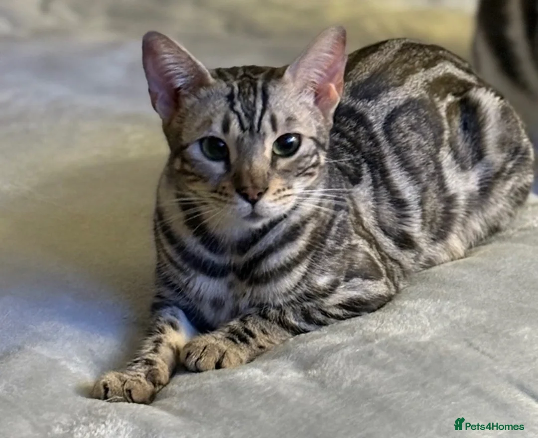 Bengal cats for sale: 5 Little Bengals 🐈‍⬛🐈‍⬛🐈‍⬛🐈‍⬛🐈‍⬛ - Advert 1