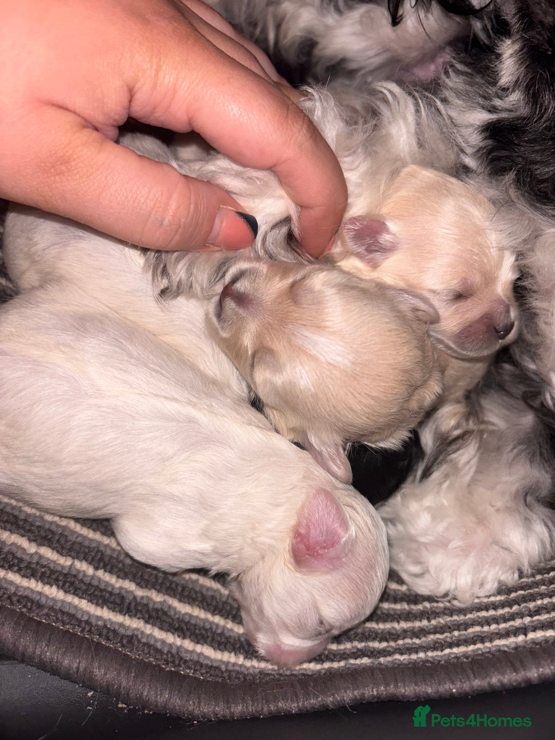 Maltipoo dogs for sale: Stunning Maltipoo babies  - Advert 8