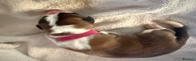 Saint Bernard 3 Pink