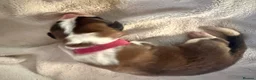 Saint Bernard dogs for sale: Saint Bernard puppies  in Cleethorpes - Advert 13