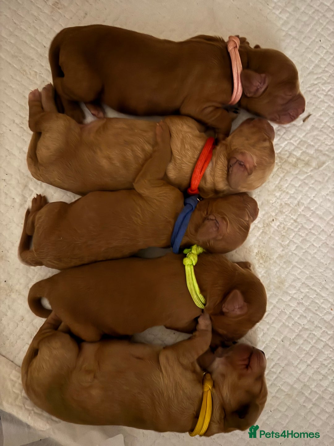 Cockapoo dogs for sale: Cockapoo Litter Due 25th January  - Advert 11