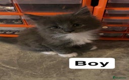 Maine Coon cats for sale: Full maine coon kittens for sale - Image 1