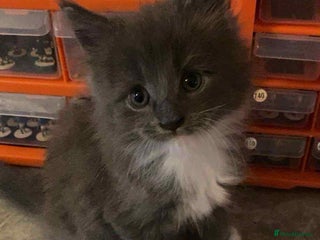 Maine Coon cats - Advert 3