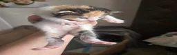 Mixed Breed cats for sale: Kitten - Advert 12
