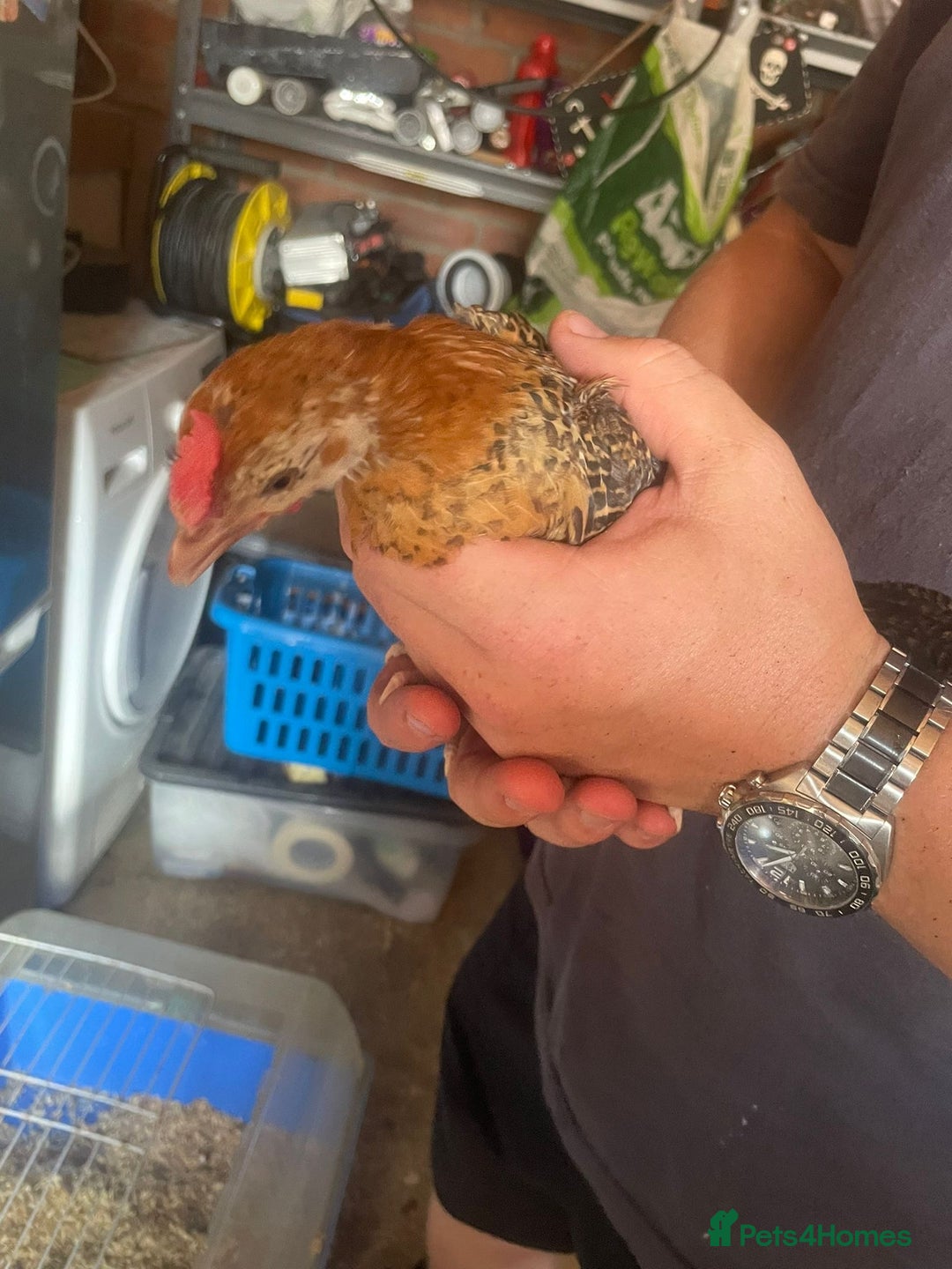 Chickens poultry for sale: Golden pencil Hamburgs - Image 5