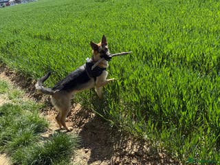 German Shepherd dogs German shepherd - Advert 12