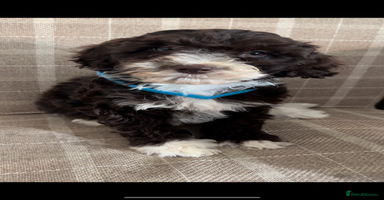 Cockapoo dogs - Advert 10