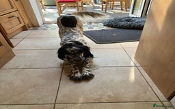 English Setter dogs for sale: 2yr. Pedigree working English setter sale/share - Image 5